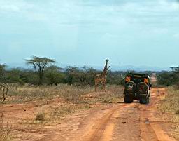 wildlife_safari_2406.JPG