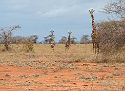 wildlife_safari_2426.JPG