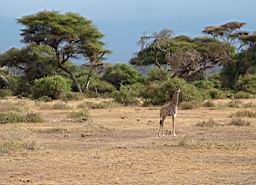 Piccola giraffina, mala zyrafka