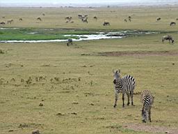 wildlife_safari_2503.JPG