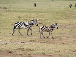 wildlife_safari_2505.JPG