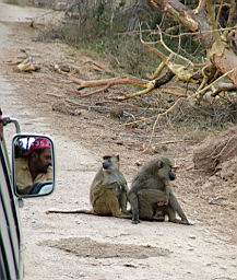 wildlife_safari_2570.JPG