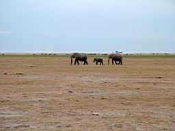 wildlife_safari_2579.JPG