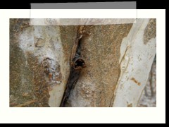 coba_019
