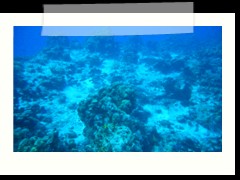 messico_diving_0836