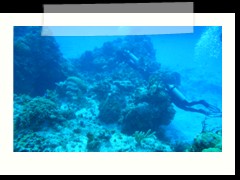 messico_diving_0839