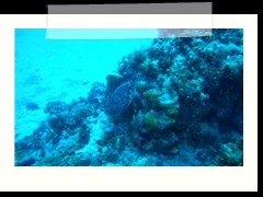 messico_diving_0841