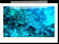 messico_diving_0843