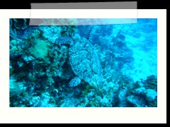 messico_diving_0844