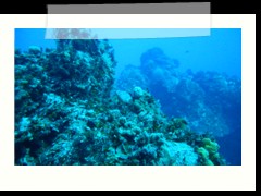 messico_diving_0846