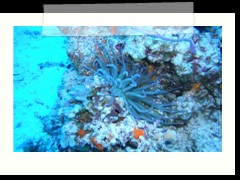 messico_diving_0848