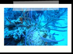 messico_diving_0849