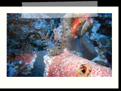 messico_diving_0854
