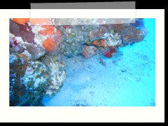 messico_diving_0855