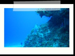 messico_diving_0865