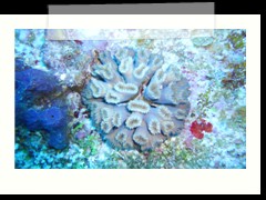 messico_diving_0870