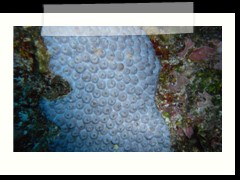 messico_diving_0871