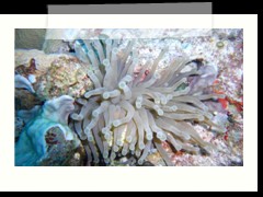 messico_diving_0878