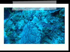 messico_diving_0886