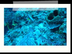 messico_diving_0887