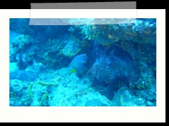 messico_diving_0891