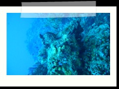 messico_diving_0894