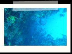 messico_diving_0901