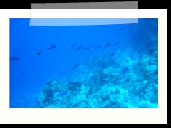 messico_diving_0903