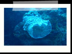 messico_diving_0909