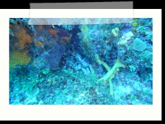 messico_diving_0914