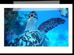 messico_diving_0920