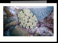 messico_diving_0924