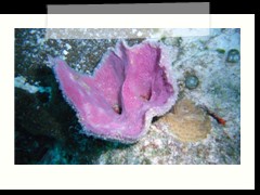 messico_diving_0933
