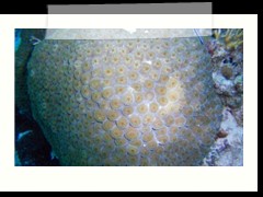 messico_diving_0935