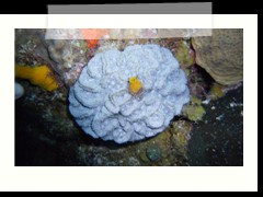 messico_diving_0937