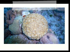 messico_diving_0938