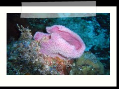 messico_diving_0939
