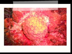 messico_diving_0946