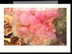 messico_diving_0947