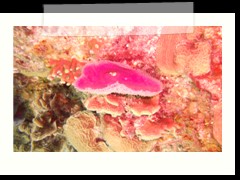 messico_diving_0948