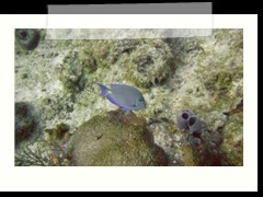 messico_diving_0950