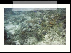 messico_diving_0955