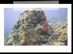 messico_diving_0956