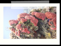 messico_diving_0957
