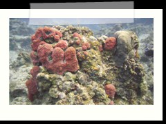 messico_diving_0958