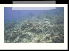 messico_diving_0960