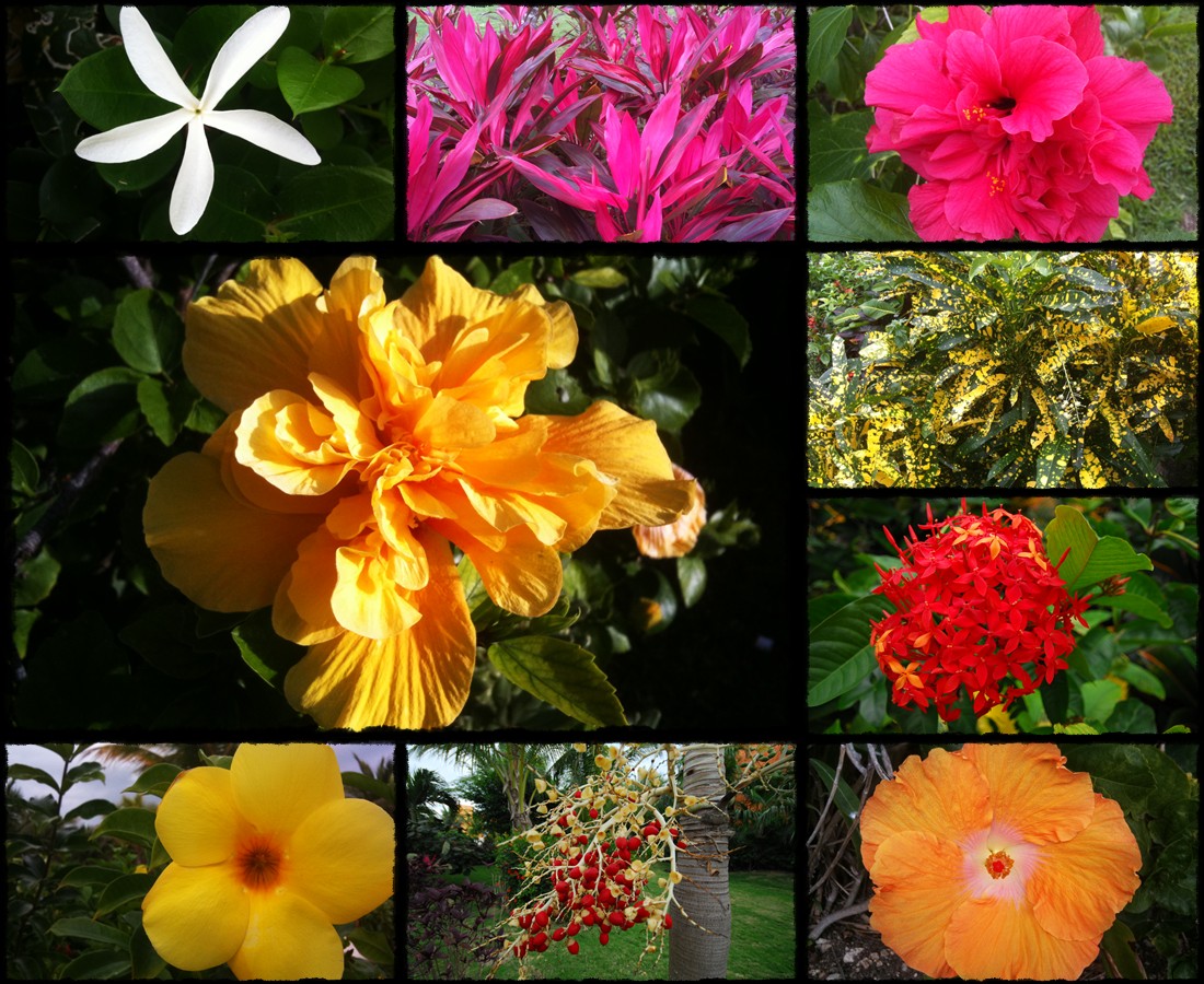 flora yucaan, flora jukatanu, kwiaty jukatan, roslinnosc jukatanu, hibiskus, hibiskusy