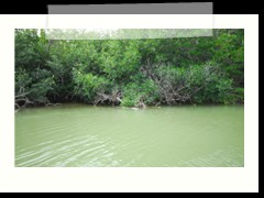 rio_lagartos_506