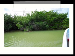 rio_lagartos_507
