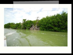 rio_lagartos_512